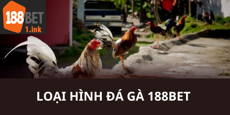 Những thể loại gà đá đang được yêu thích nhất tại 188BET