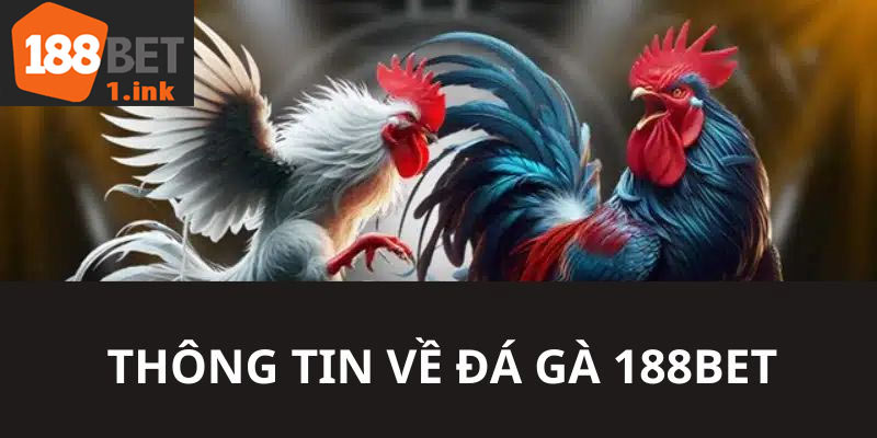 Những thông tin về ưu điểm thuyết phục bạn nên tham gia chơi các kèo gà