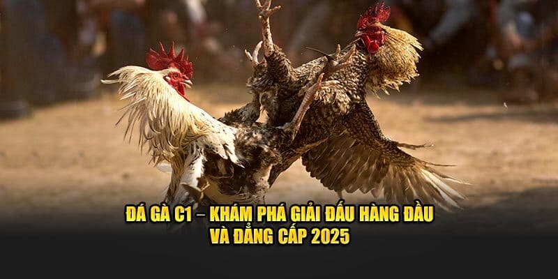 Đôi nét sơ lược về giải đá gà trực tiếp C1